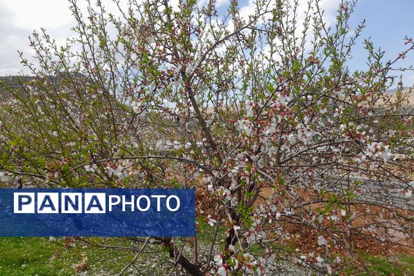 بهار، آغاز دوباره‌ی زندگی طبیعت 