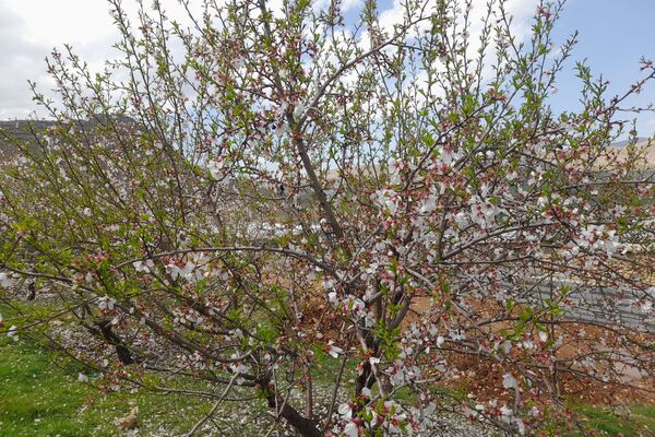 بهار، آغاز دوباره‌ی زندگی طبیعت 