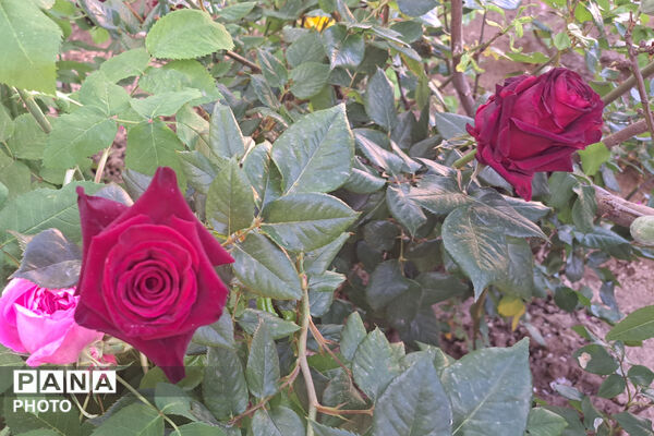 گل‌های زیبای بهاری