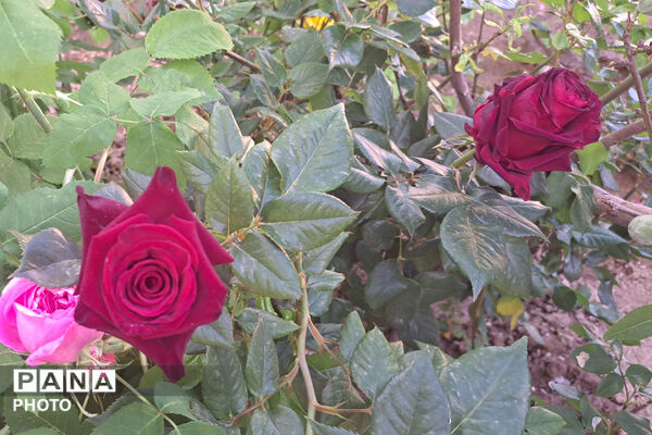 گل‌های زیبای بهاری