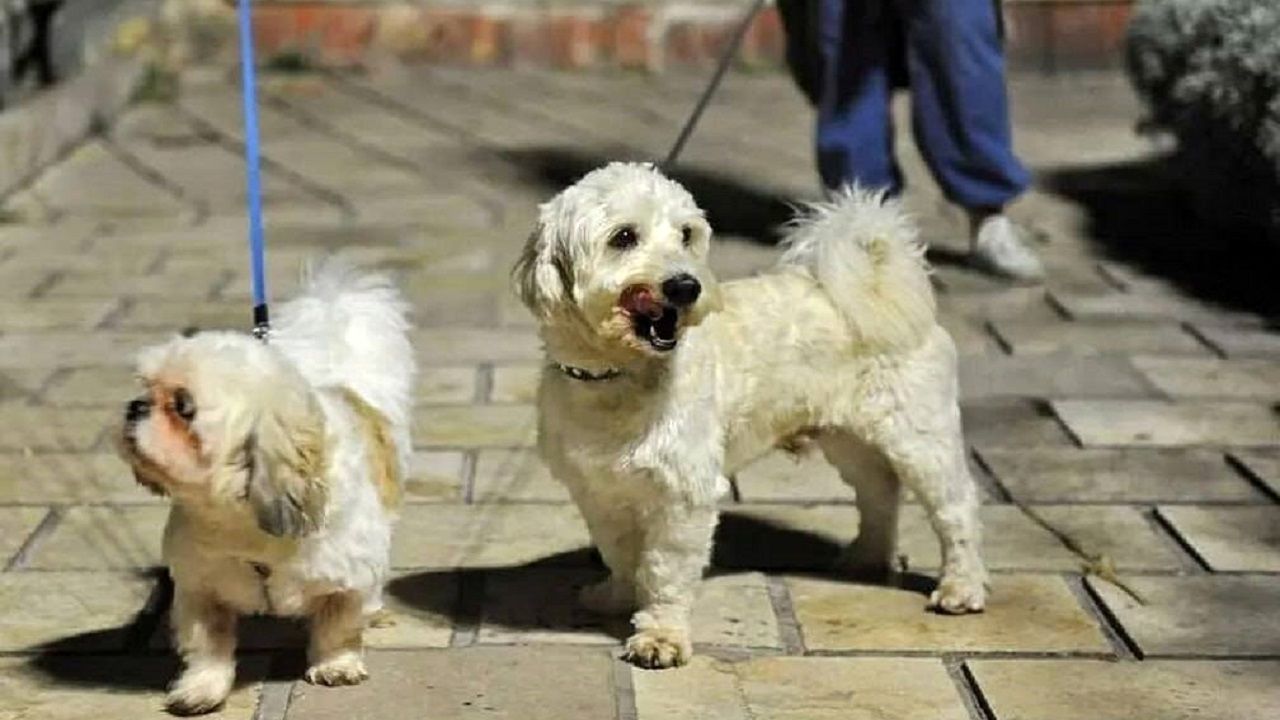 ممنوعیت سگ‌گردانی در اماکن عمومی فارس ابلاغ شد