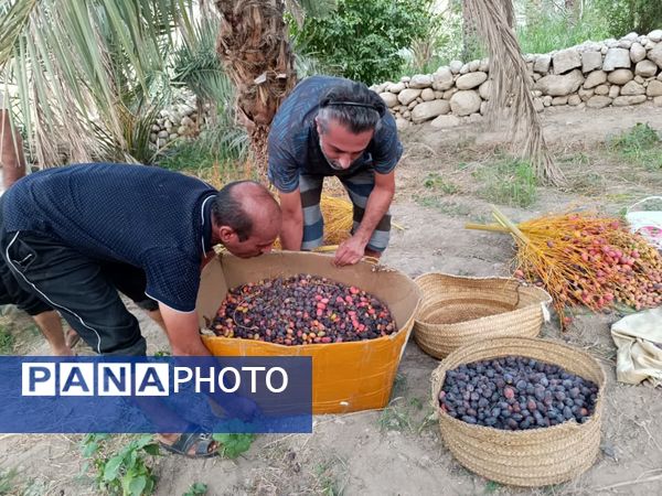 برداشت خرما در شهر رویدر 