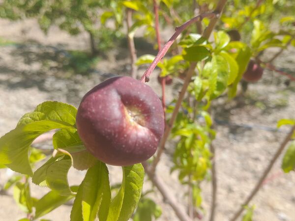 میوه‌های خوش‌رنگ و لعاب بهاری در روستای مارکده