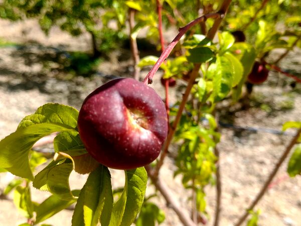 میوه‌های خوش‌رنگ و لعاب بهاری در روستای مارکده
