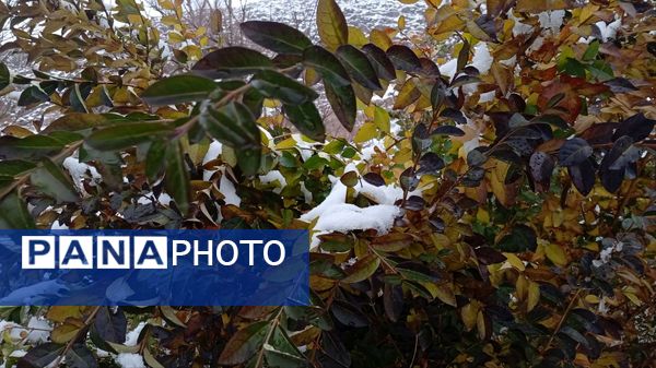 گرداب بن زیر چتر سپید برف