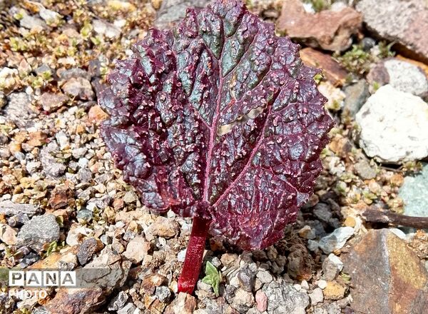 بازگشت بهار؛ آواز دوباره‌ی زندگی