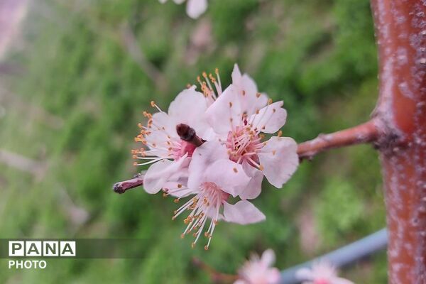 اولین شکوفه های بهاری در شهر بار نیشابور