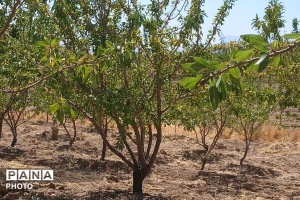 دستان پربرکت؛ روایت برداشت محصول در شیراز