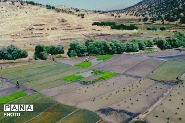برنجکاری در پلبریده