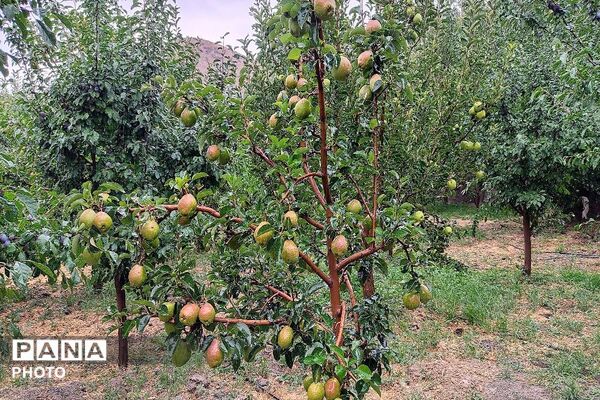 بارش غیر منتظره باران در تابستان ۱۴۰۵شهر بار نیشابور
