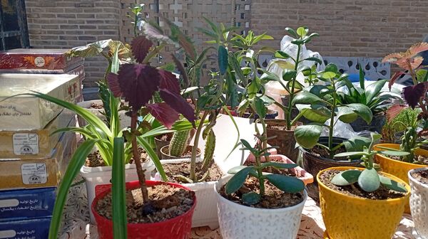 برپایی نمایشگاه هنرهای دستی در آستانه مقدس حلیمه و حکیمه خاتون شهرکرد