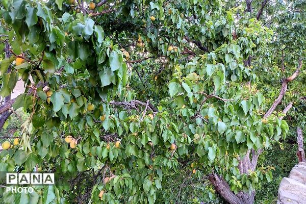 فصل چیدن یاقوت های چشم نواز در شهر بار نیشابور-۲ 