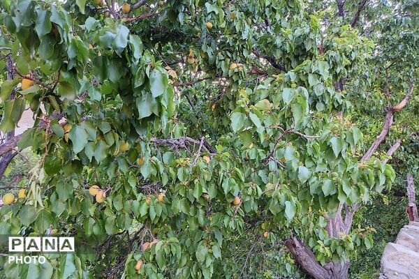 فصل چیدن یاقوت های چشم نواز در شهر بار نیشابور-۲ 