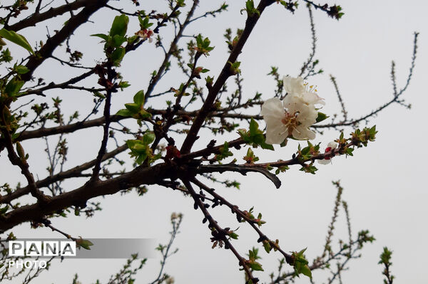 طبیعت روستای بیدله به هنگام بهار