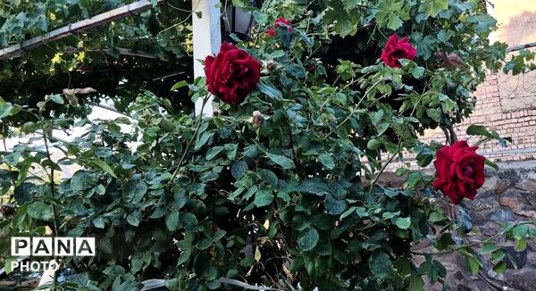  زیبایی های طبیعت باغ های روستای صومعه 