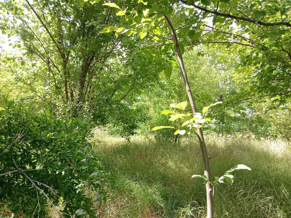 جلوه‌هایی از طبیعت تابستانی خلجستان و جعفرآباد قم