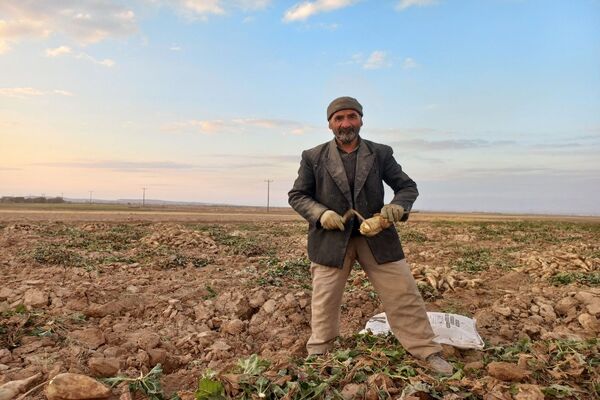 برداشت چغندرقند در روستای مفرنقا