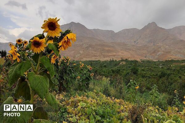 بارش غیر منتظره باران در تابستان ۱۴۰۵شهر بار نیشابور