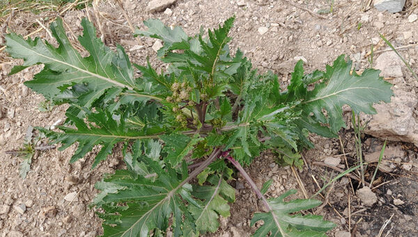 جلوه هایی از مناظر بهاری روستای «اسفید» شهر سلفچگان قم در روز طبیعت