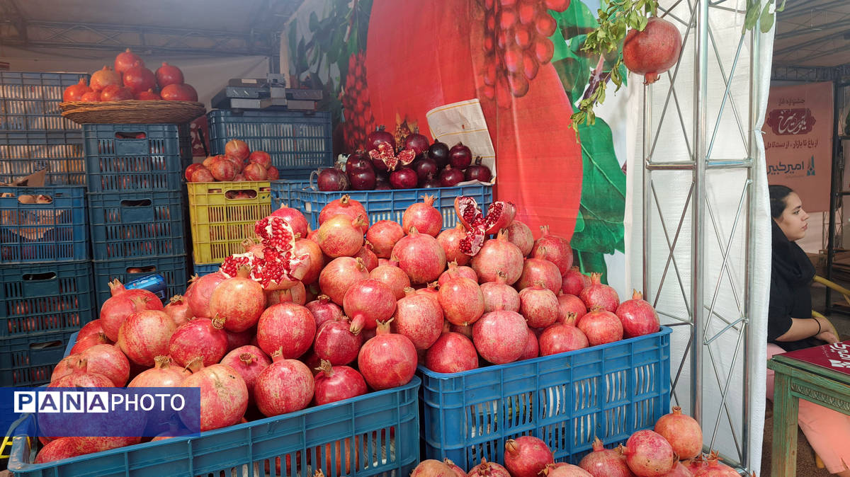 یاقوت سرخ اراک در جشنواره انار به نمایش درآمد