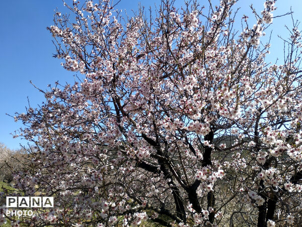 شکوفه‌هایی که تویسرکان را قاب تازه زدند