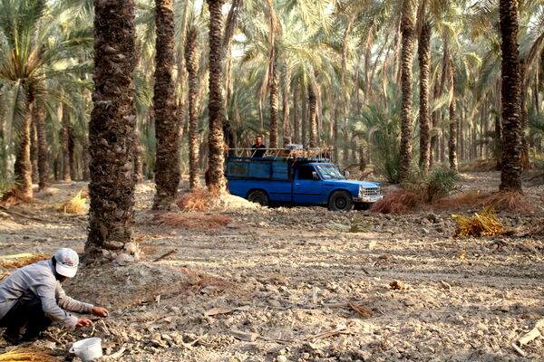 برداشت خرما در منطقه آبپخش