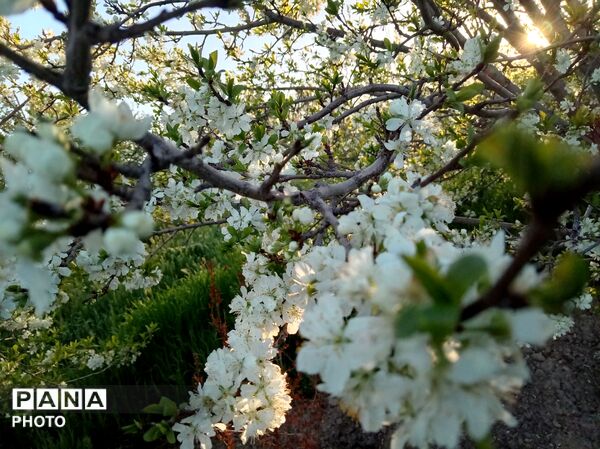رویش شکوفه ها در روستای فرخ آباد