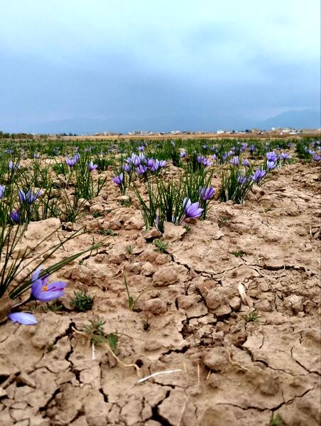 فدافن روستایی که زعفرانش با تشنگی خاک قصه‌ای تلخ نوشت