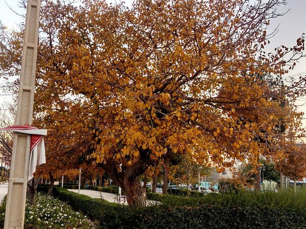 طبیعت زیبای کاشمر در پاییز