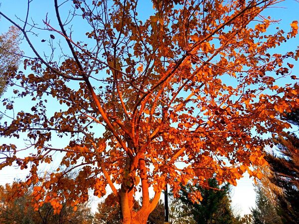 طبیعت زیبای کاشمر در پاییز
