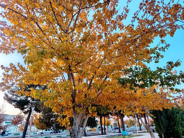 طبیعت زیبای کاشمر در پاییز