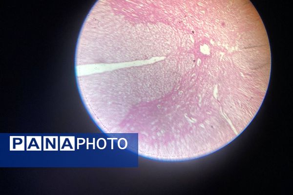 گامی در مسیر کشف حقیقت
