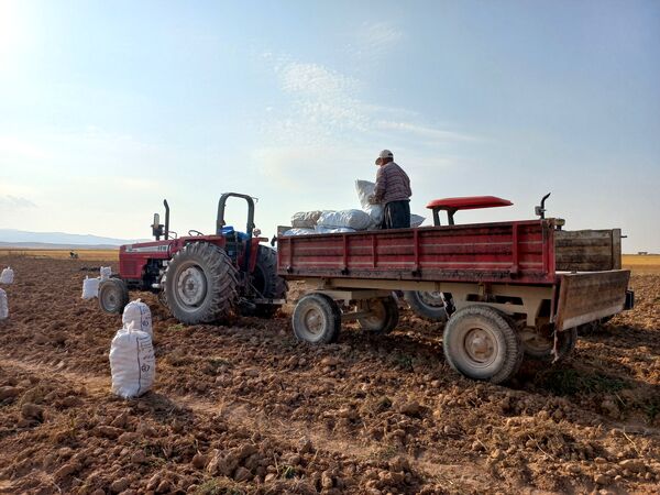 برداشت محصول سیب زمینی در روستای داغیان