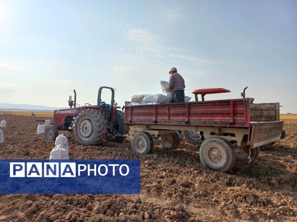 برداشت محصول سیب زمینی در روستای داغیان