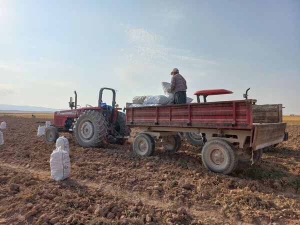 برداشت محصول سیب زمینی در روستای داغیان