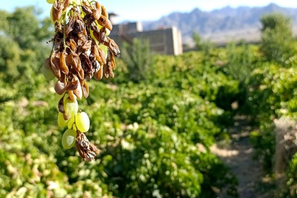 خسارت چند میلیارد تومانی چاه‌های موتور به باغات انگور