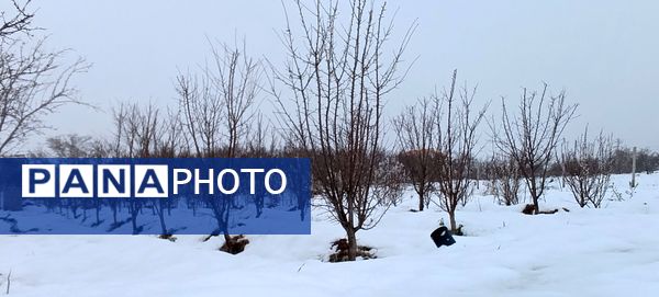 مناظر زیبای باغات روستای بوژمهران پس از بارش برف بهاری ۲۰ سانتیمتری 