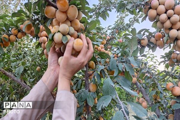 طعم شیرین تابستان در شهربار نیشابور