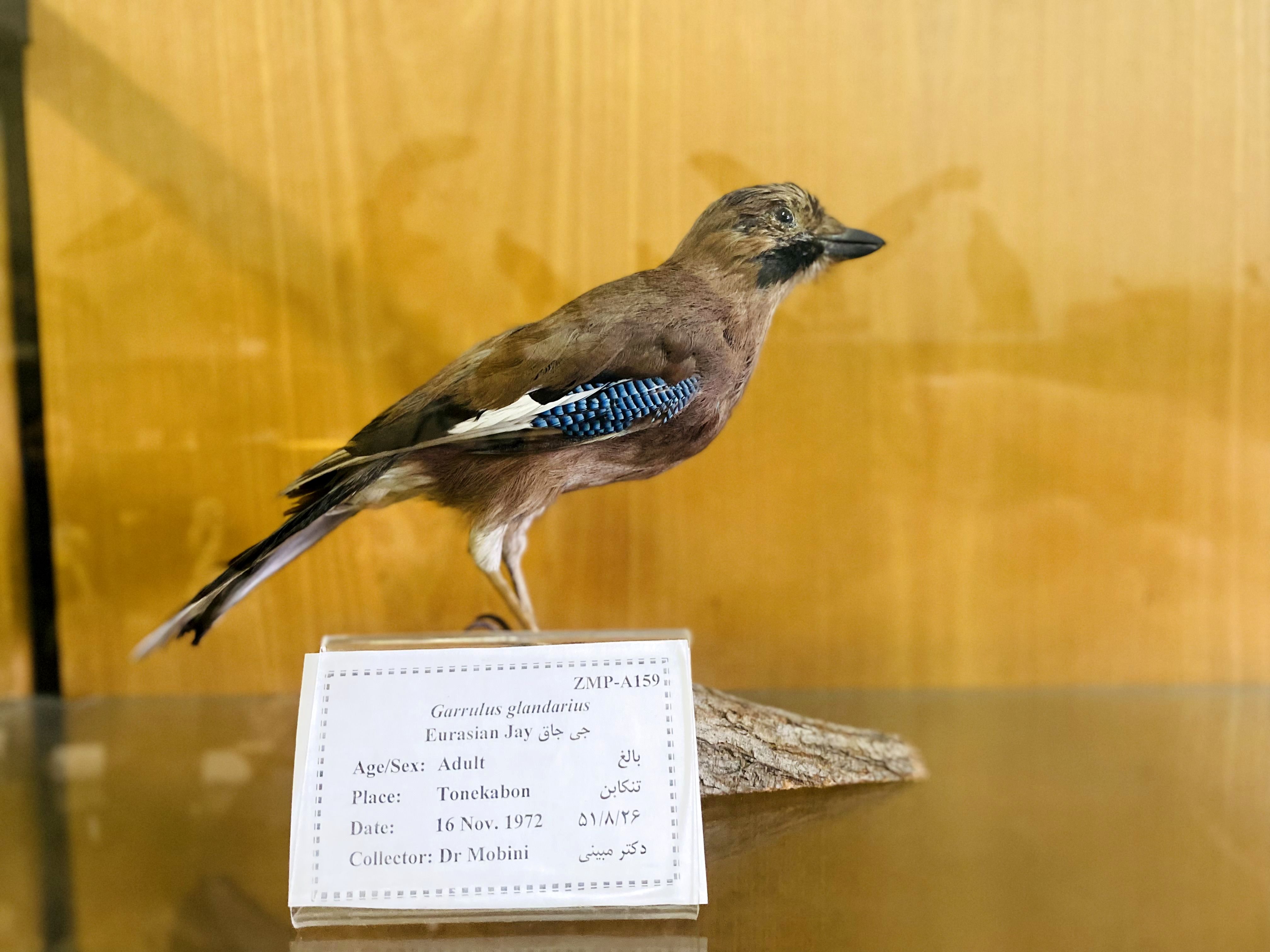 جغد و مار، محافظان نادیده کشاورزی در برابر آفات