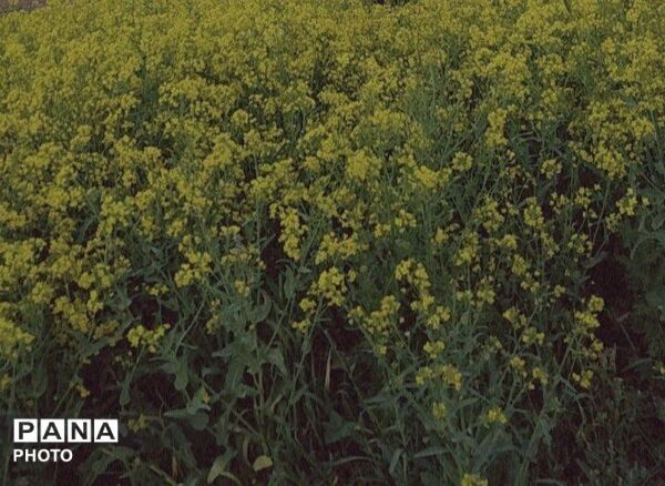 رویش شکوفه ها در روستای فرخ آباد