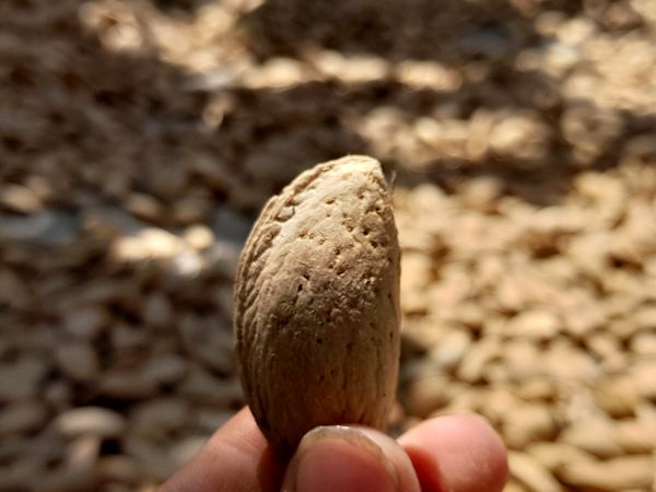 مارکده، سرزمین طلایی بادام و گردو؛ گنجینه‌ای از طعم و سنت در دل سامان