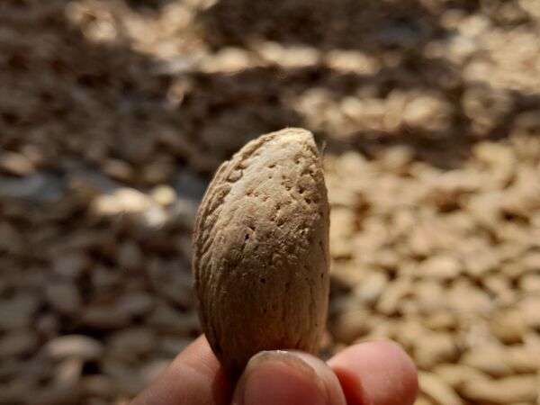 مارکده، سرزمین طلایی بادام و گردو؛ گنجینه‌ای از طعم و سنت در دل سامان