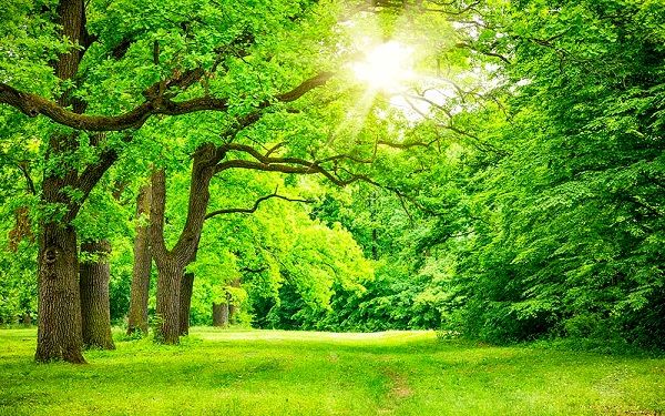 ارتباط دانش‌آموزان با طبیعت به کاهش استرس و افزایش تمرکز کمک می‌کند