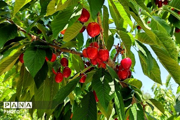 فصل چیدن یاقوت های چشم نواز در شهر بار نیشابور-۱