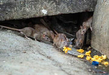 خرید سم جدید برای موش‌های پایتخت