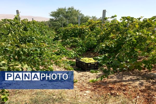 آغاز فصل برداشت انگور از باغات روستای گزکوه فاروج