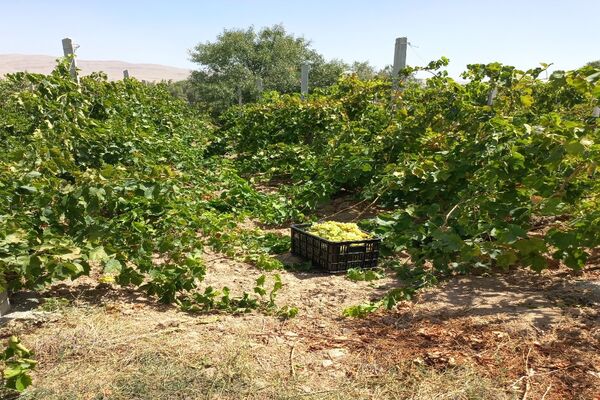 آغاز فصل برداشت انگور از باغات روستای گزکوه فاروج