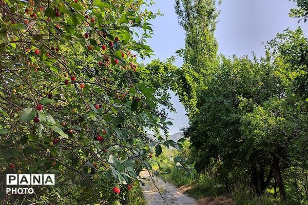 فصل چیدن یاقوت های چشم نواز در شهر بار نیشابور-۱