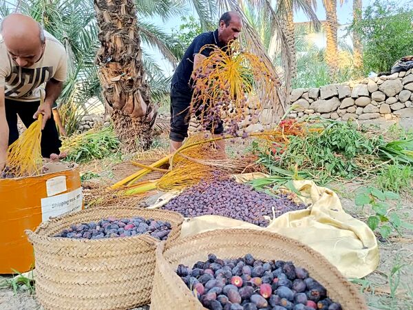 برداشت خرما در شهر رویدر 