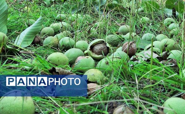 مارکده، سرزمین طلایی بادام و گردو؛ گنجینه‌ای از طعم و سنت در دل سامان